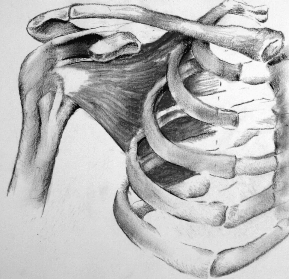 Hand-drawn anatomy illustration — shoulder surgery